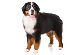 Bernese Mountain Dog Dog Breed Information