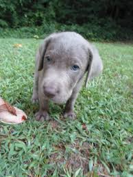Adorable, lovable, majestic, and loyal! Silver Labrador Puppies For Sale Ohio Bmo Show