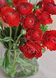 Ranunculus Is A Large Genus Of About 500 Species Of Flowering Plants In The Family Ranunculaceae Members Of The Ge Spring Flowers Beautiful Flowers Ranunculus
