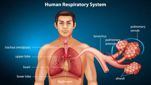 Air enters the respiratory system through the nose and mouth and passes down the throat (pharynx). Respiration Biology Online Tutorial