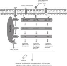 Image result for svrab na k%u016F%u017Ei