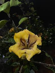 Image result for Solandra maxima