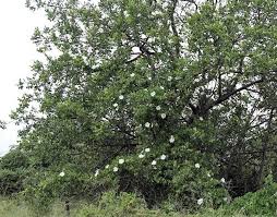 Image result for Ipomoea albivenia