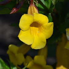Image result for Allamanda schottii
