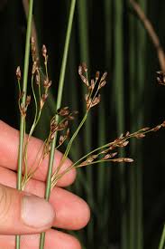 Image result for Juncus balticus