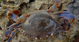 Image result for Cribbia brachyceras