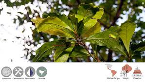 Image result for Terminalia stuhlmannii