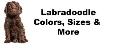 F1b labradoodle that was born here from our standard size f1 momma and a gorgous red standard poodle. Labradoodle Colors Sizes More Labradoodle By Cucciolini