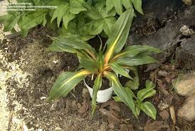 Image result for Chlorophytum filipendulum