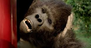 1 hello charlie movie story. Hello Charlie Trailer Aadar Jain Shares The Screen With A Gorilla