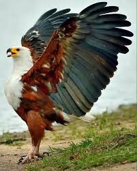 Black And White Hawk Eagle Texas Instagram S King Of Eagles On Instagram African Fish Eagle Ornatehawkeagle Eagle King In 2020 Beautiful Birds Most Beautiful Birds Colorful Birds
