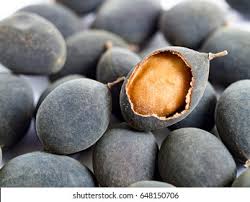 Image result for Dialium