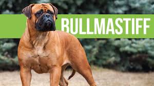Longhaired bullmastiffs, consider the saint bernard. All About Bullmastiffs Powerful Bulldog X Mastiff Crossbreed Youtube