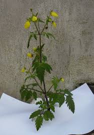 Image result for Calceolaria tripartita