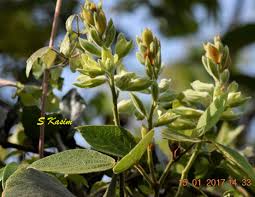 Image result for Rhynchosia hirta