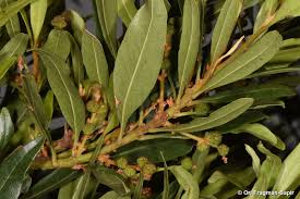 Image result for Myrica pilulifera