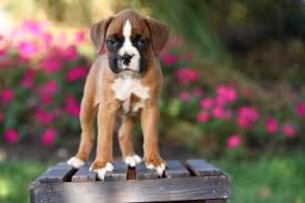 Miniature Boxer Puppies Lovetoknow