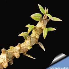 Image result for Ceropegia albipilosa