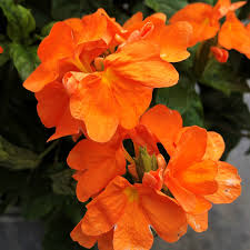 Image result for Crossandra mucronata