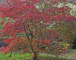 Japanese Maple Care Tips And Pruning Mygarden Com
