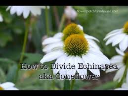 How to grow coneflower (echinacea). Divide Echinacea To Propagate Aka Coneflower Simple Way To Get More Youtube