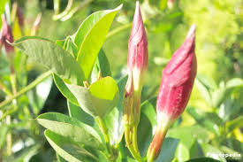 Dipladenia leaves are fine and pointed, deeply green and slightly glossy. Dipladenia Bush Mandevilla Plant How To Care And Prune Plantopedia