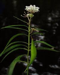 Fl Native Milkweed Swamp Milkweed Asclepias Perennis Florida Native Plants Plants Native Plants