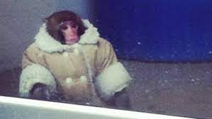 Everything You Need To Know About The Ikea Monkey Monkey Memes Ikea Monkey Funny Pictures