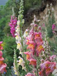 Antirrhinum Majus Flower Kiss Best Flower Wallpaper