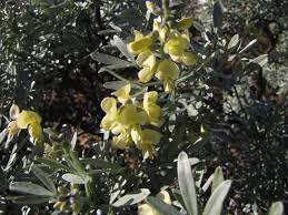 Image result for Ophrestia radicosa