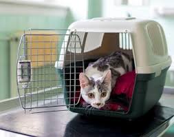 Precautions to take when giving benadryl to cats. What To Do If Your Cat Has Travel Anxiety Lovetoknow