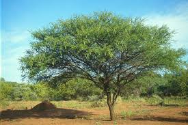 Image result for Acacia grandicornuta