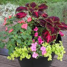 Discover hundreds of ways to save on your favorite products. Best Plants For Balcony Garden Container Flowers Plants Container Gardening Flowers