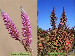 Image result for Hermbstaedtia