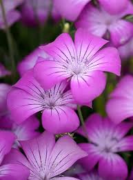 Image result for Agrostemma githago