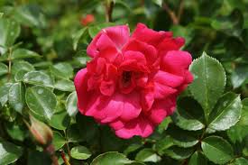 Rose Bad Worishofen 2005 Pink Emely Rosa Bad Worishofen 2005 Pink Emely Blutenfarben Rosa Bader Blutenstraucher