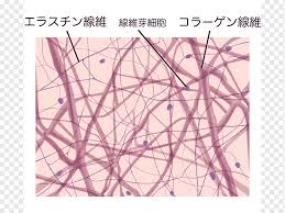 The wavy bundles can be straightened under forces that pull at the fibres. Loose Connective Tissue Dense Irregular Connective Tissue Reticular Connective Tissue Dense Connective Tissue Collagen Purple Angle Triangle Png Pngwing