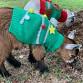 Baby Goats, S'mores, and Santa Claus (Austin) event image