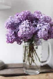 Lilac Wine Beautiful Flowers Pretty Flowers Lilac Flowers