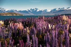 We did not find results for: Flowering Of Lupins In Lake Tekapo New Zealand Amusing Planet