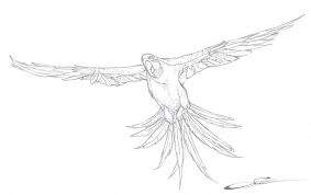Check spelling or type a new query. Free Printable Parrot Coloring Pages For Kids