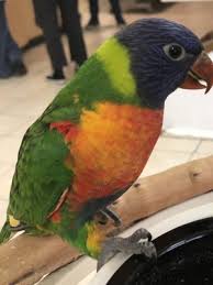 Pet sitter near me birds. Omar S Exotic Birds 84 Photos 132 Reviews Pet Sitting 23507 El Toro Rd Lake Forest Ca Phone Number