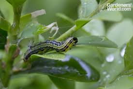 Image result for caterpillar box tree moth inside buxus plant