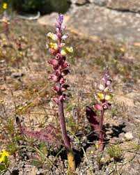 Image result for Queenslandiella