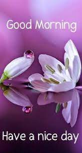 Lavender Flower Morning Image Days Morning Good Morning Good Morning Images Good Morning Saturday Good Morning Flowers Morning Images