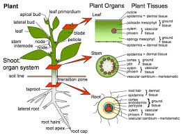 Jenis respirasi anaerob merupakan sistem yang mana tumbuhan itu tidak perlu memakai o2 dalam melakukan reaksi pemecahan rantai. Jendela Pengetahuan Sistem Respirasi Manusia Dan Tumbuhan