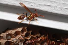 I really didn't close, the extensions of the vacuum cleaner and the zoom of the camera makes it look close. Insects In The City Winter Has Its Own Pest Problems
