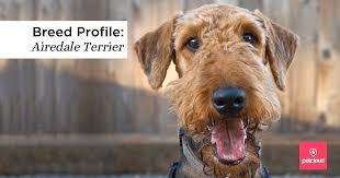 Airedale puppies for sale uk. Is The Airedale Terrier The Right Dog Breed For You