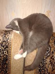 На главу ЦВК РФ Памфілову напали з електрошокером - Цензор.НЕТ 6462