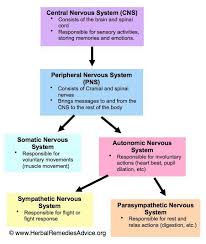 Structure Of The Nervous System Nervous System Nursing Nervous System Anatomy Medical Knowledge